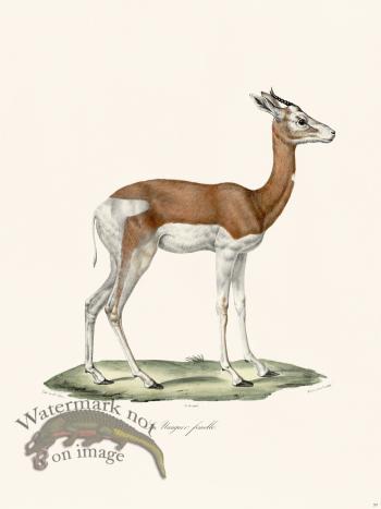 Cuvier 057 Dama Gazelle Female
